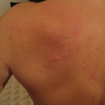 201608 ant.jpg